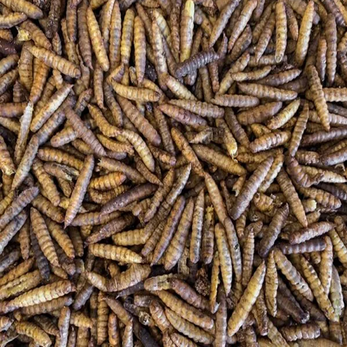 Dried Calciworms
