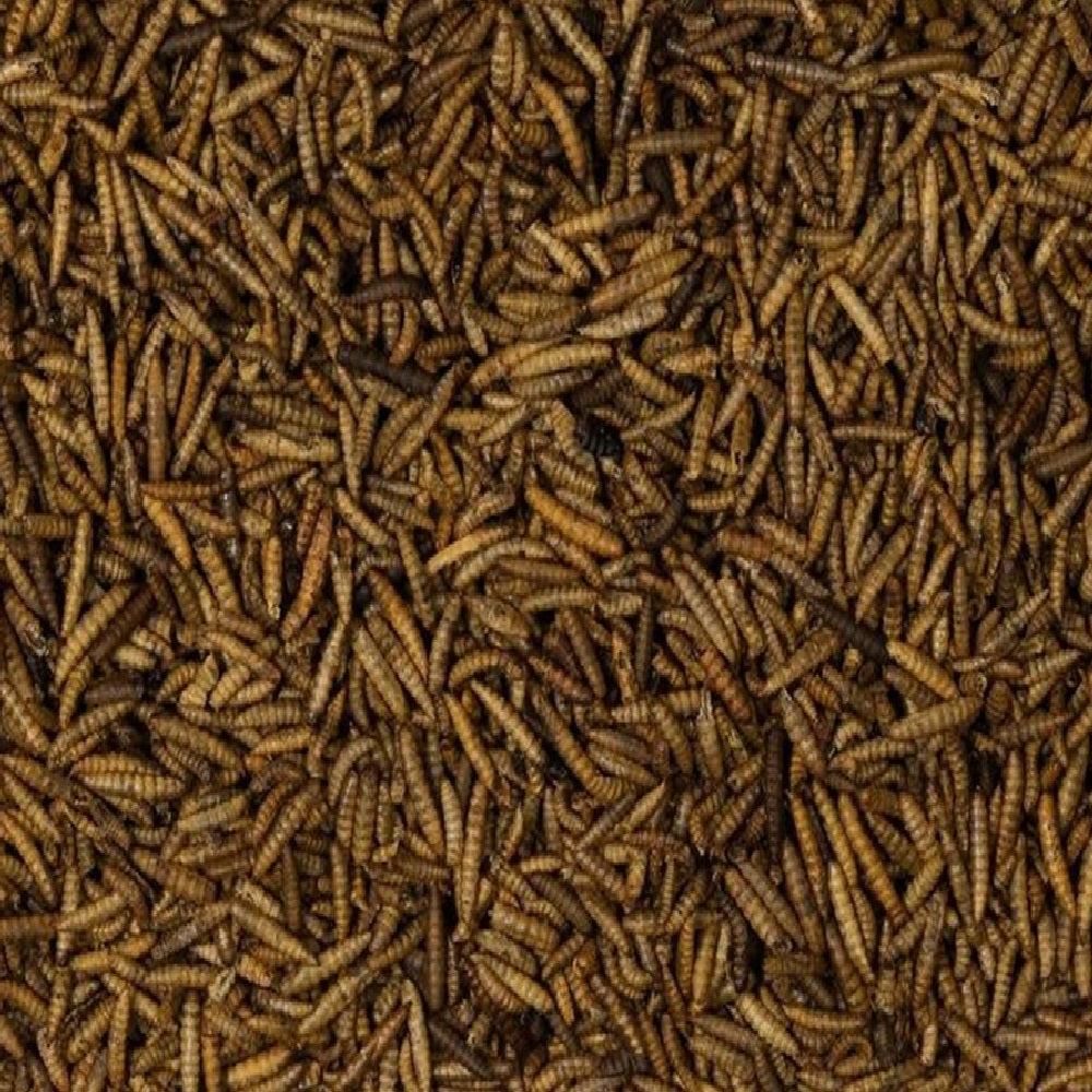 Johnston & Jeff - Dried Calciworms