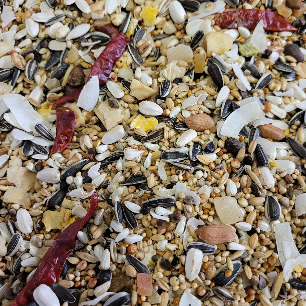 Johnston & Jeff - Premium Conure Mix