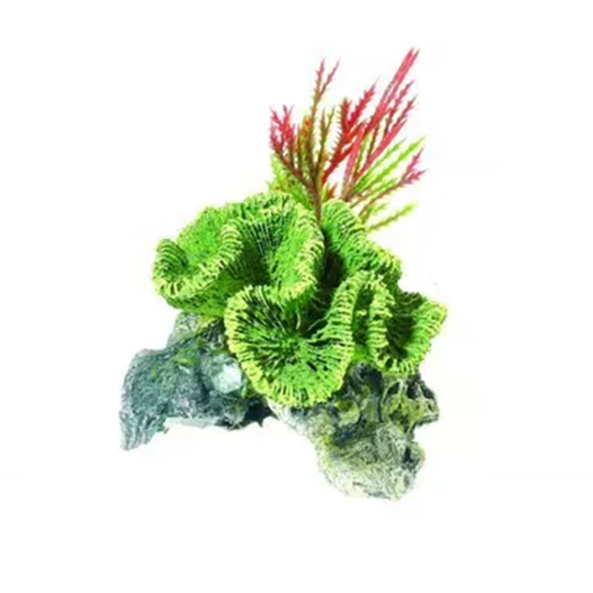 Classic - Coral on Rock (8.5cm)