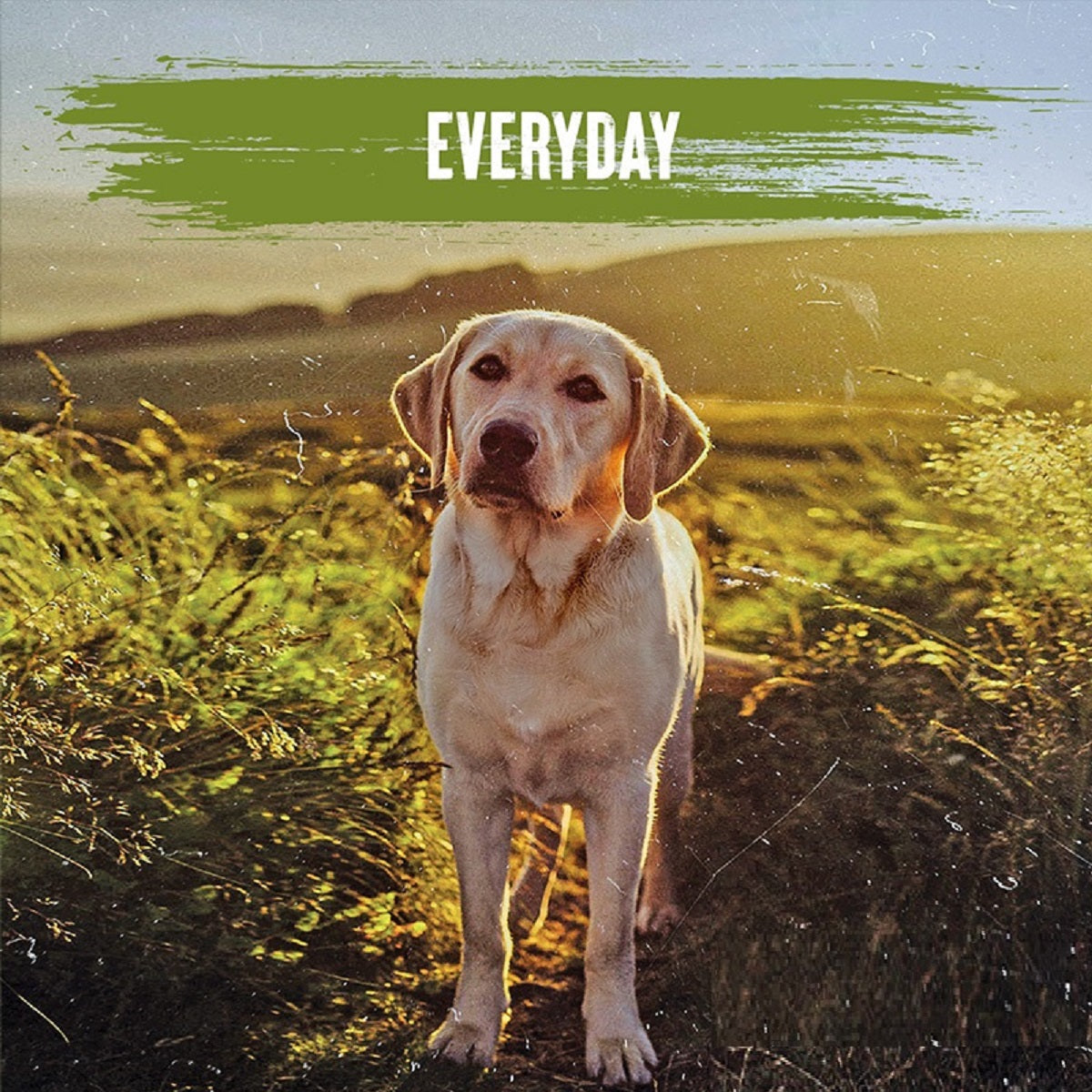 Alpha - Everyday (10kg)