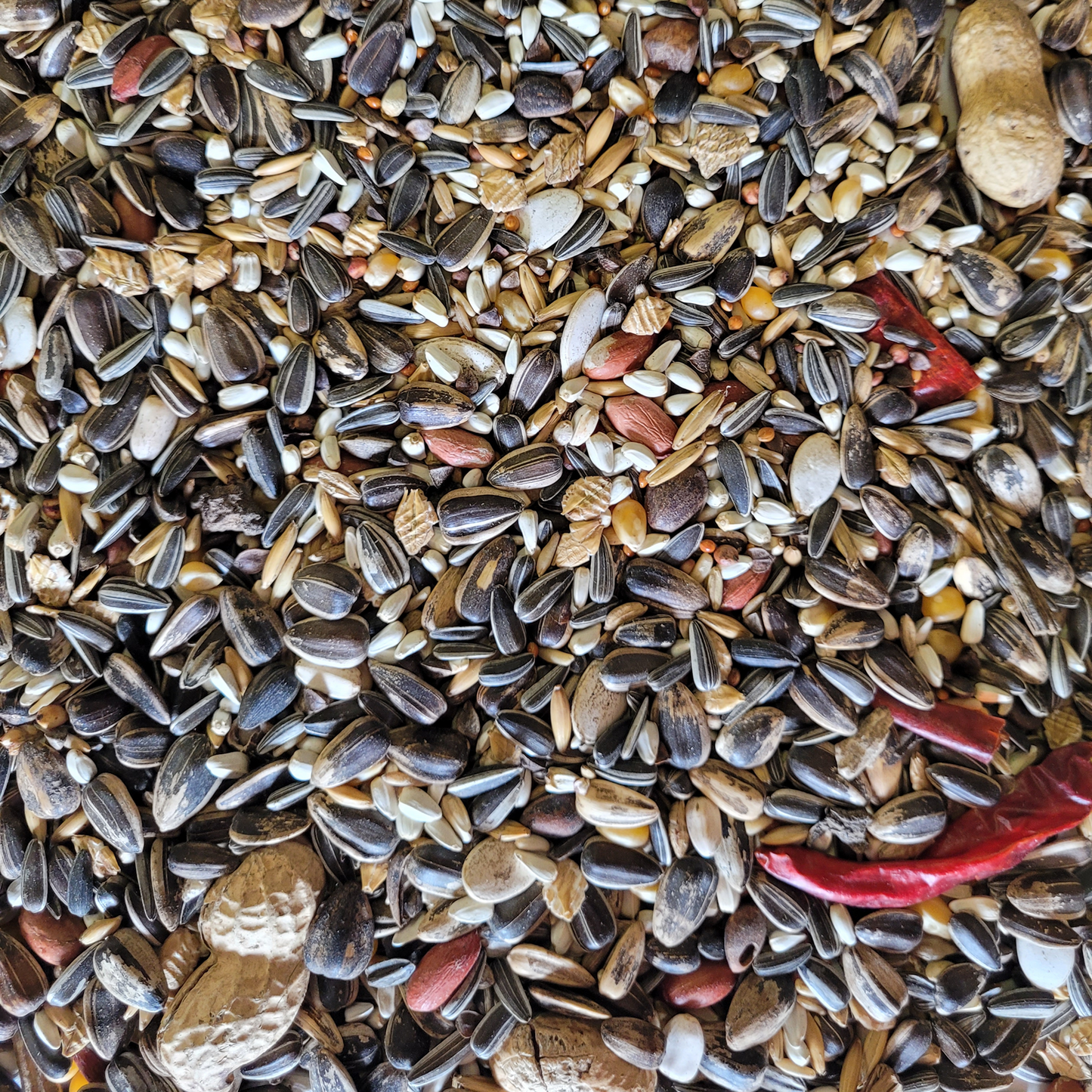 Parrot Feast