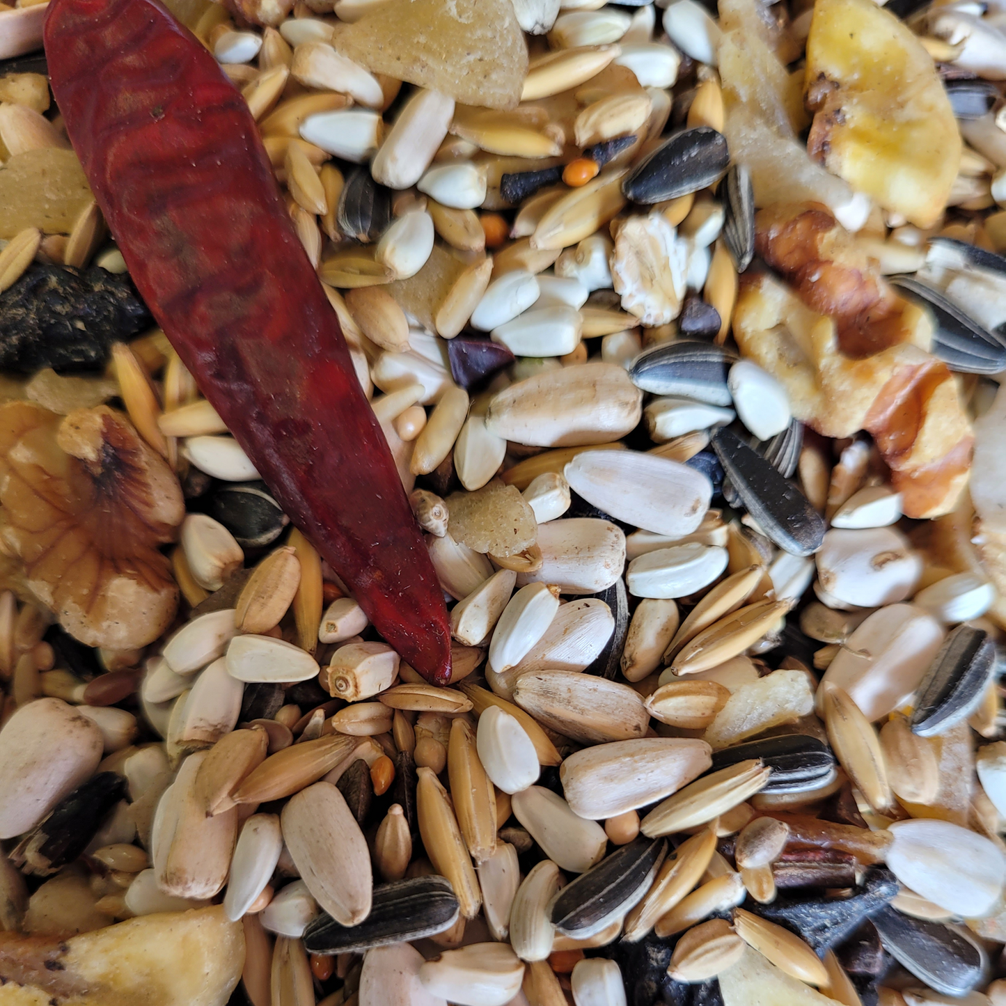 Exotic Bird - Fruity Conure Mix