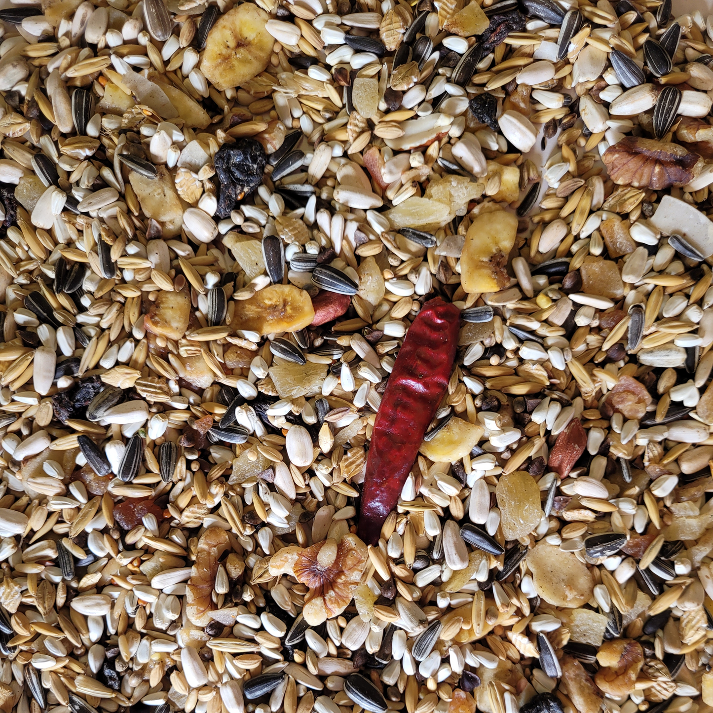 Exotic Bird - Fruity Conure Mix