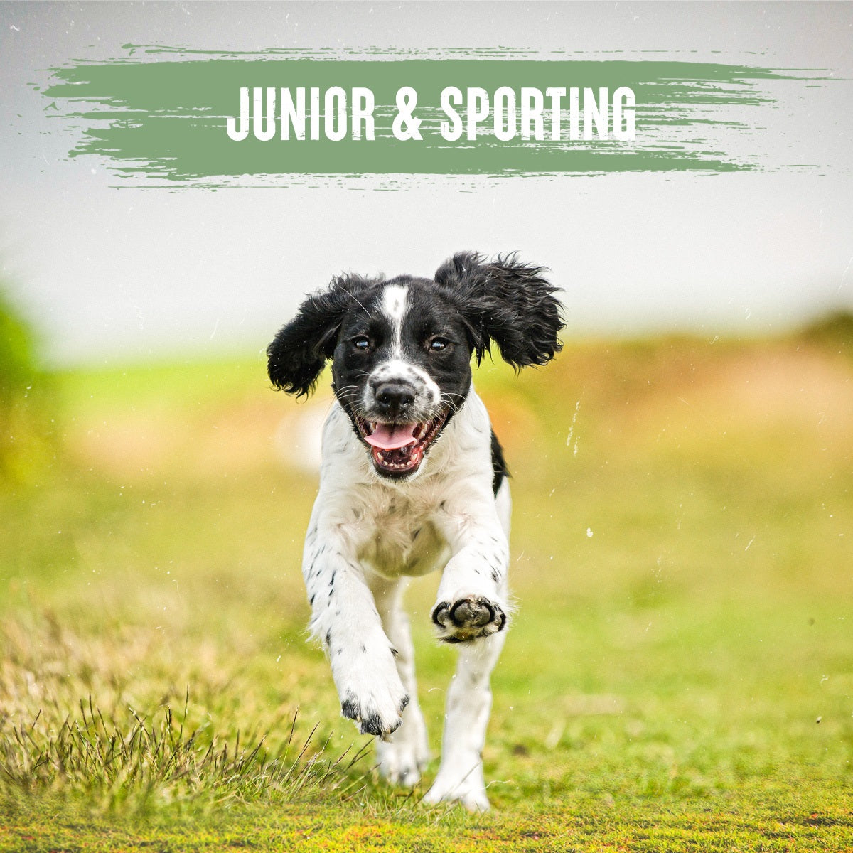Alpha - Junior and Sporting (15kg)