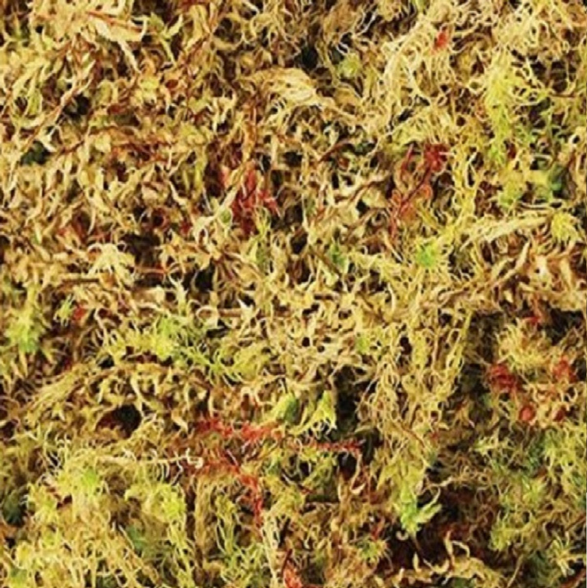 Komodo - Habitat Moss (1.5L)