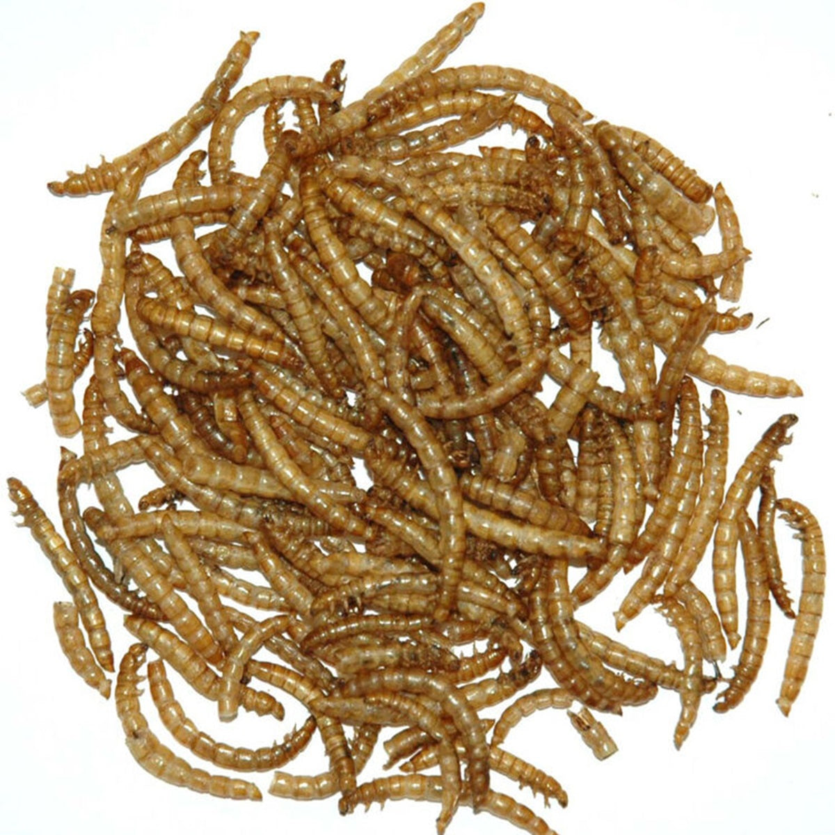 Supa - Dried Mealworms
