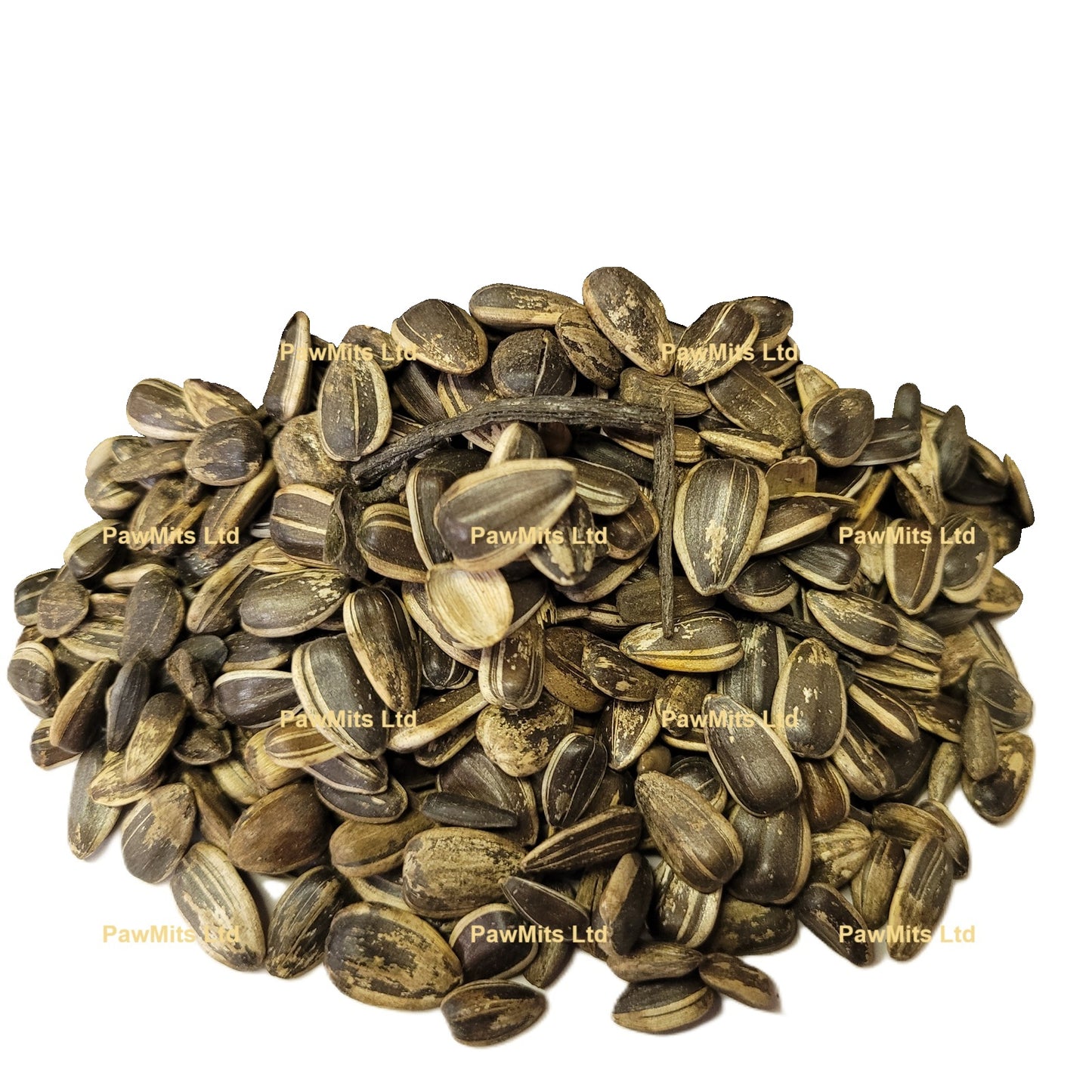 Medium Striped Sunflower