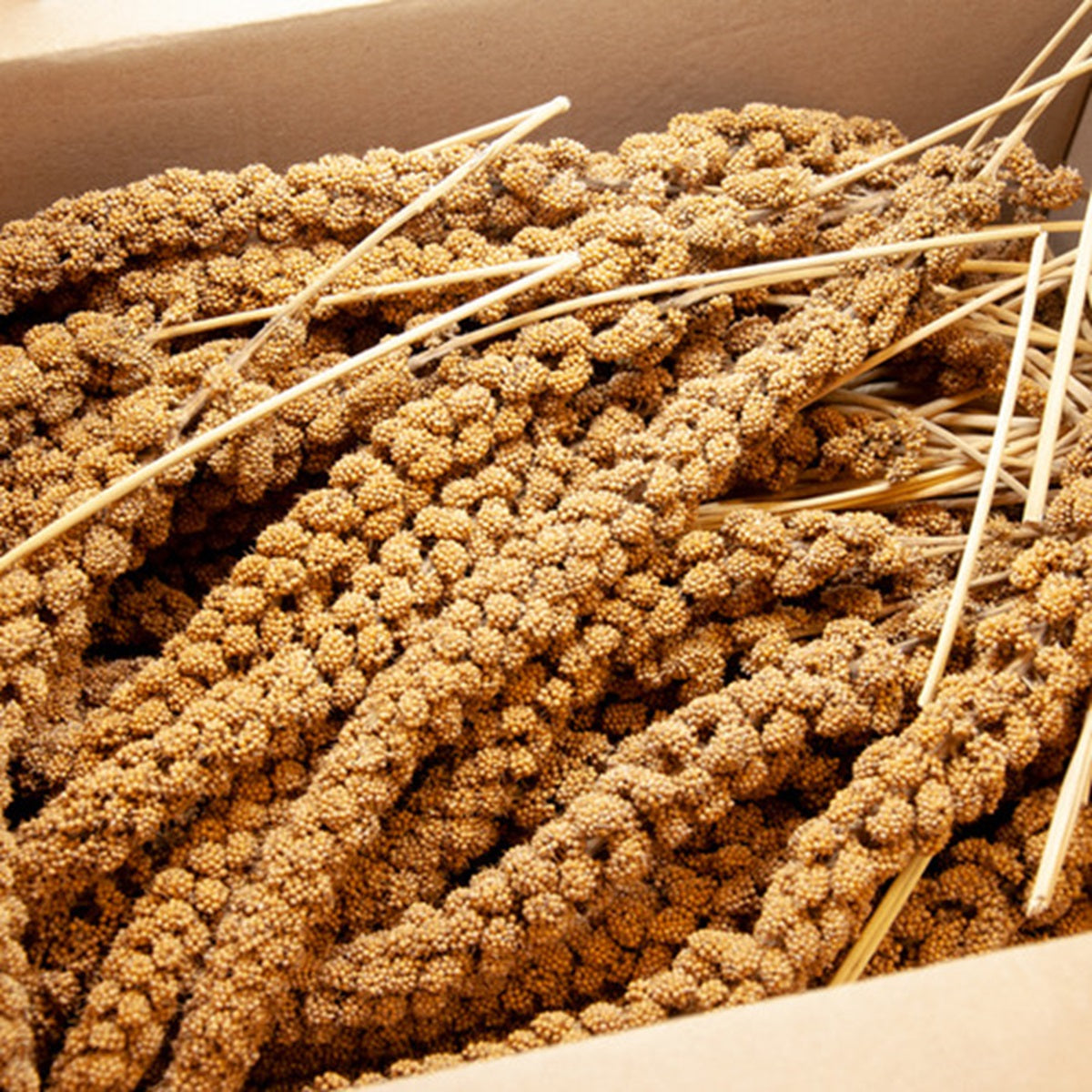 Millet Sprays (8-10" inch)