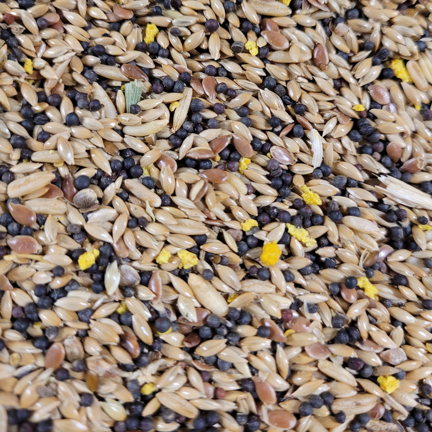 Mixed Canary No.2