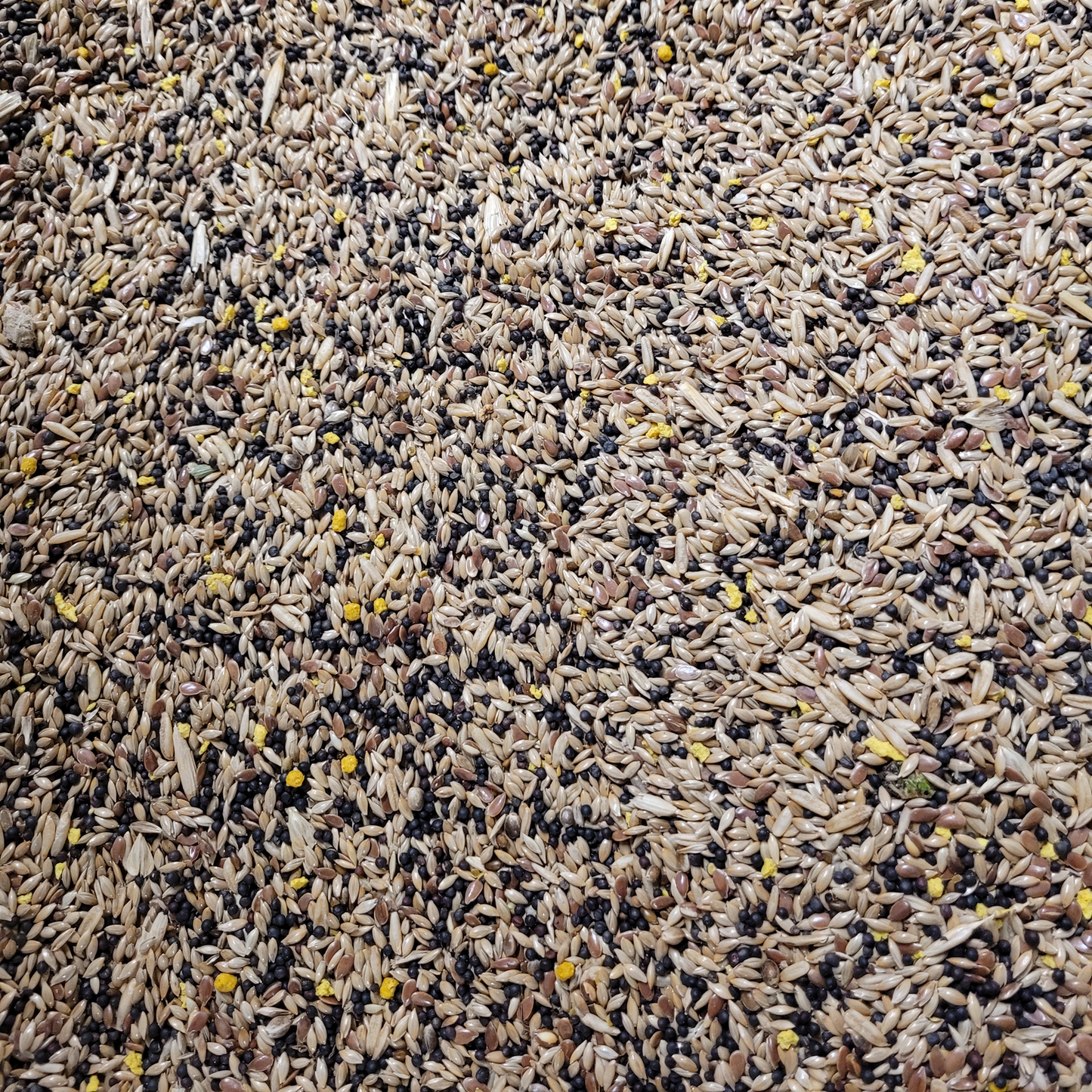 Mixed Canary No.2