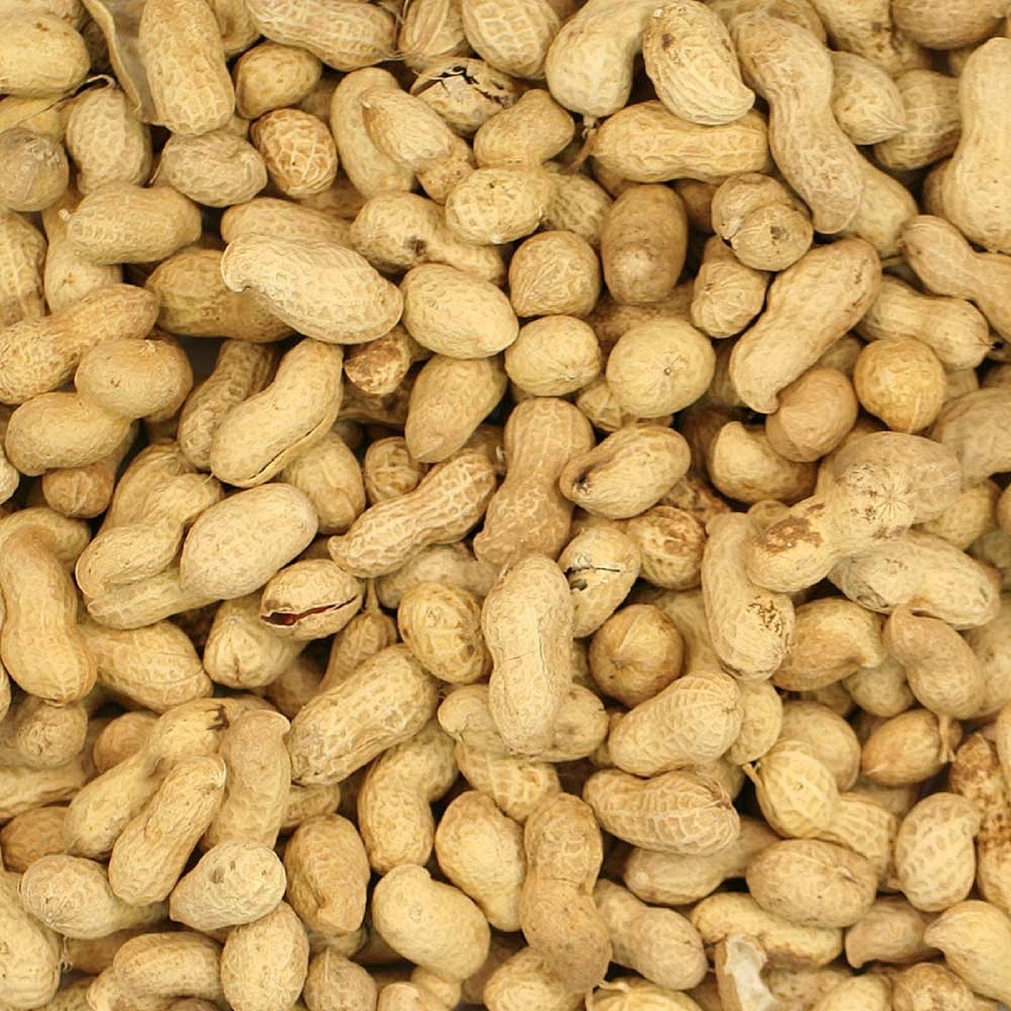 Peanuts In Shells / Monkey Nuts