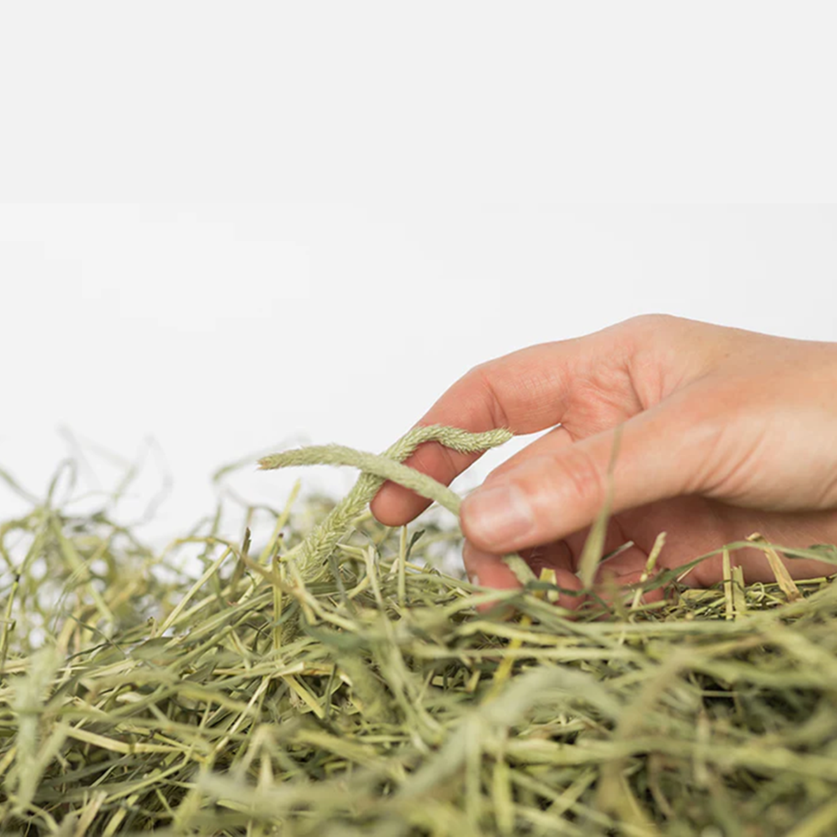 Newhay - Dandelion & Nettle Timothy Hay (1kg)