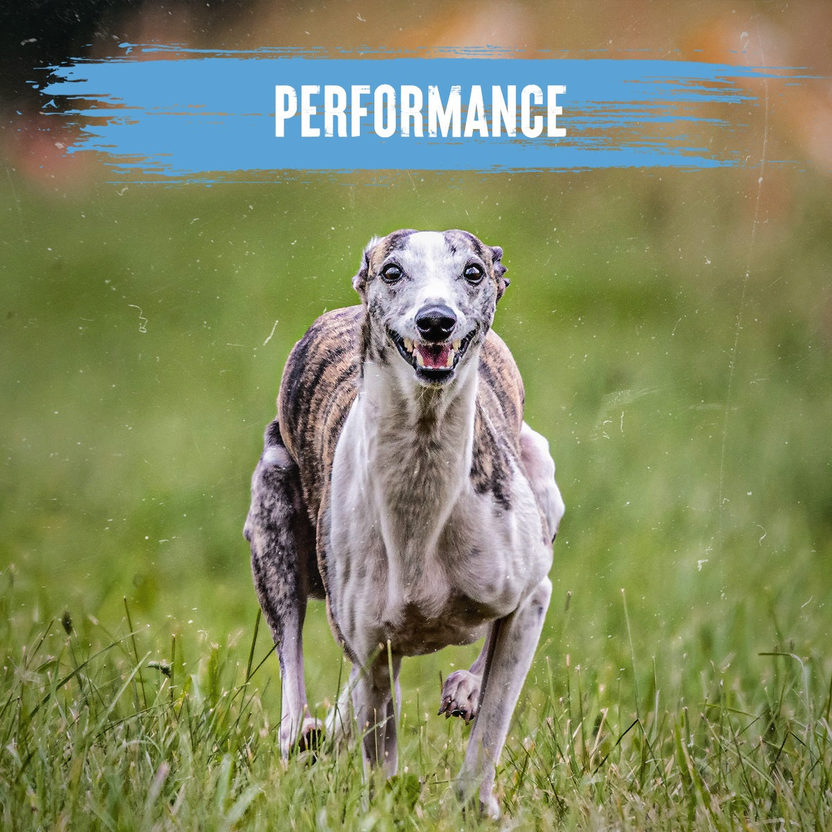 Alpha - Performance (15kg)