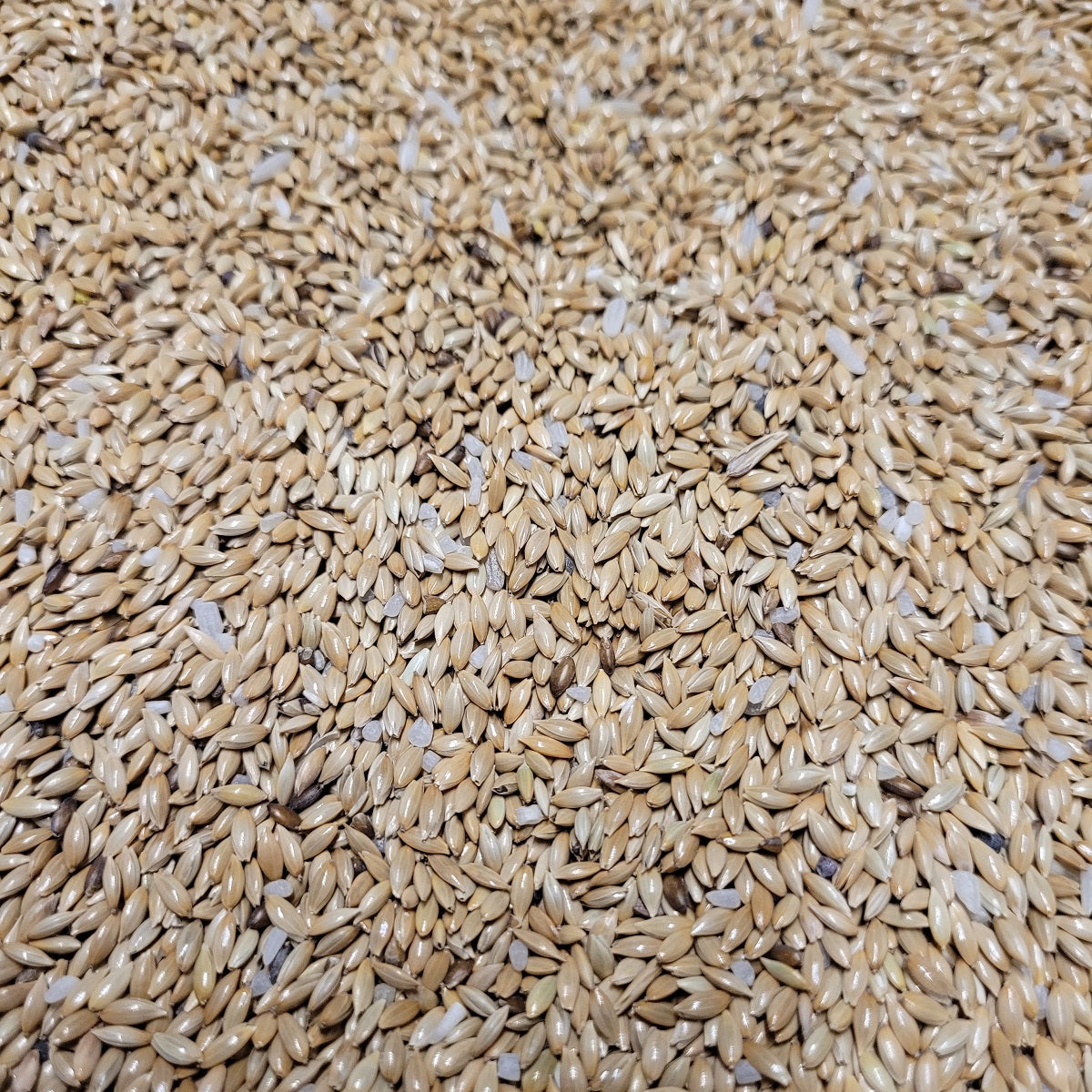 Bucktons - Plain Canary Seed (20kg)