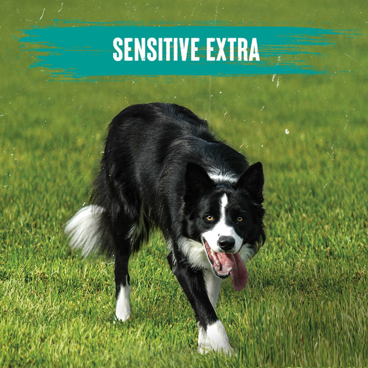 Alpha - Sensitive Extra (15kg)