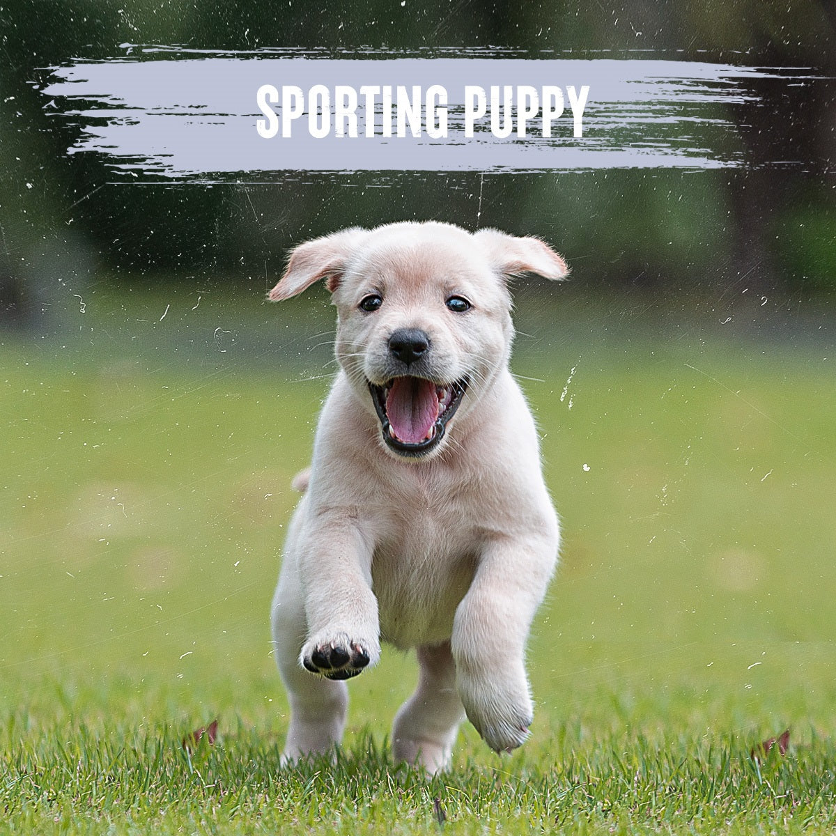 Alpha - Sporting Puppy
