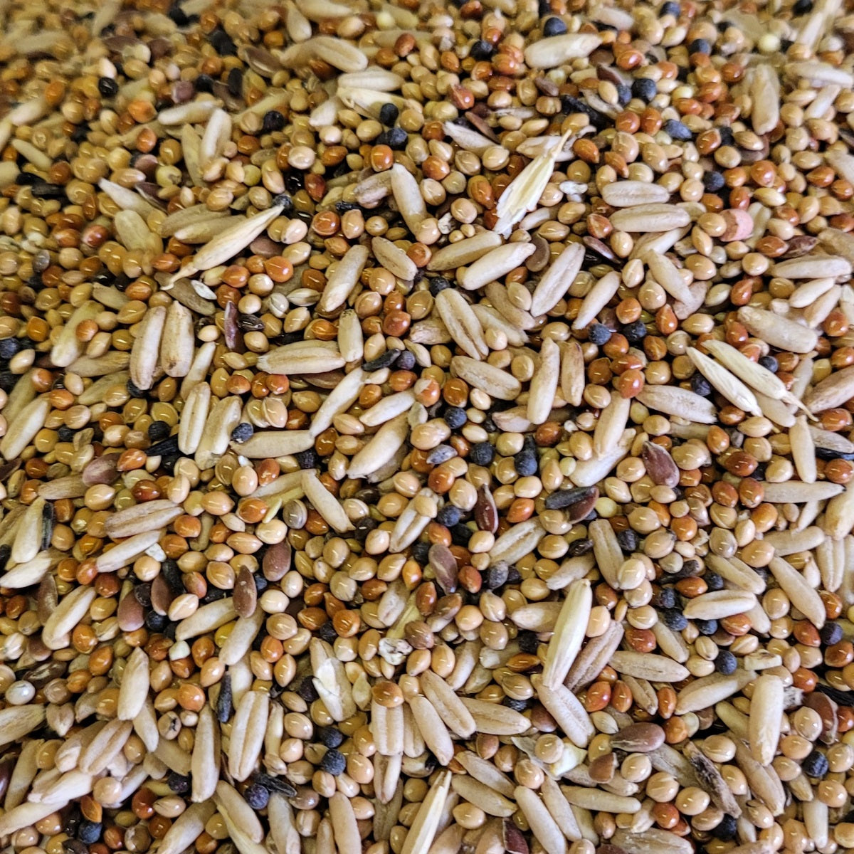 Bucktons - Budgie Tonic Food (12.75kg)