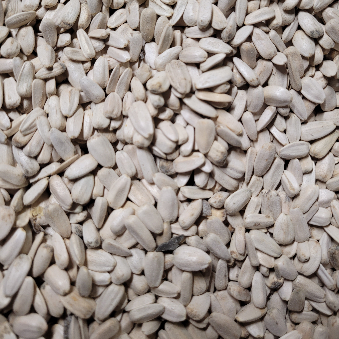 White Sunflower Seed