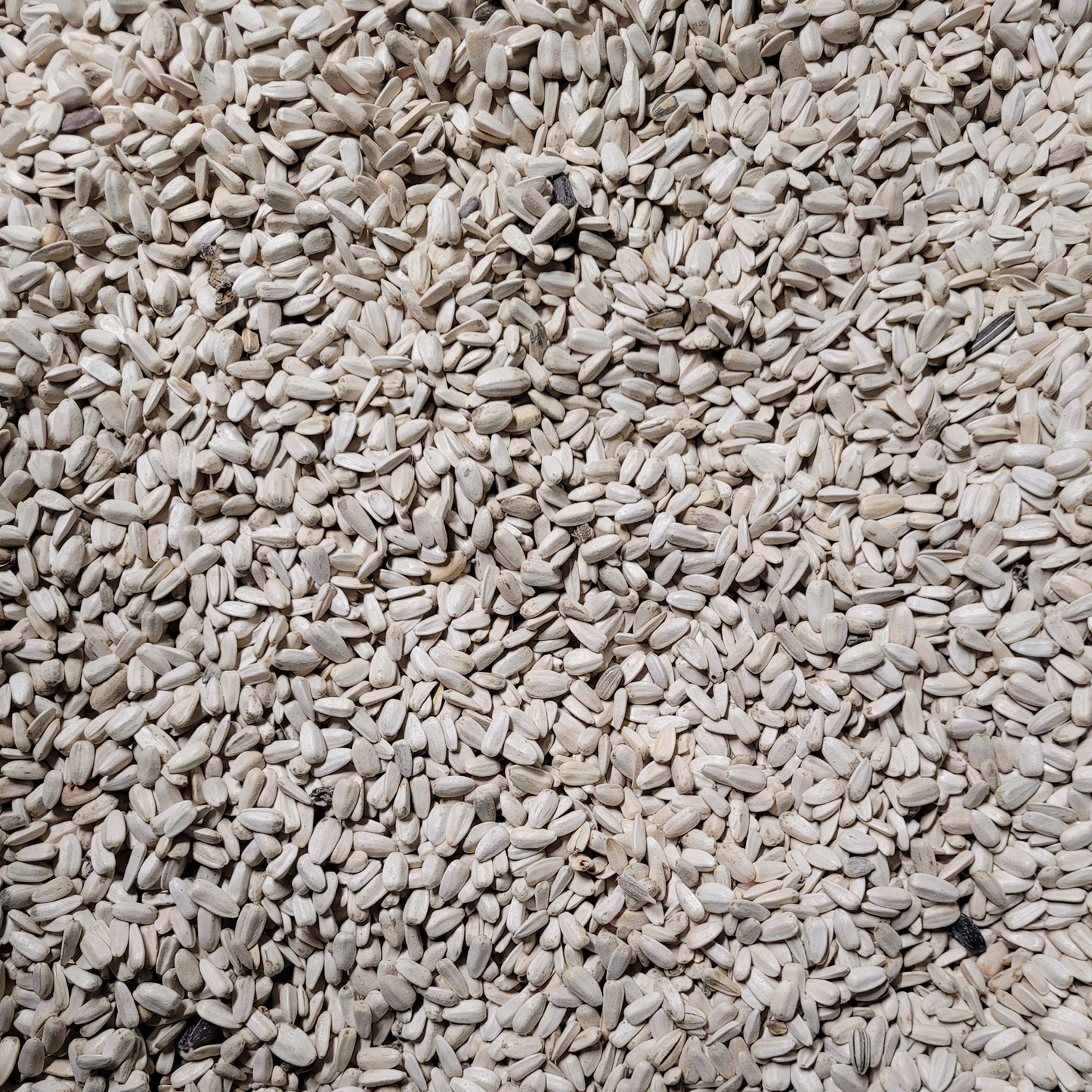 White Sunflower Seed