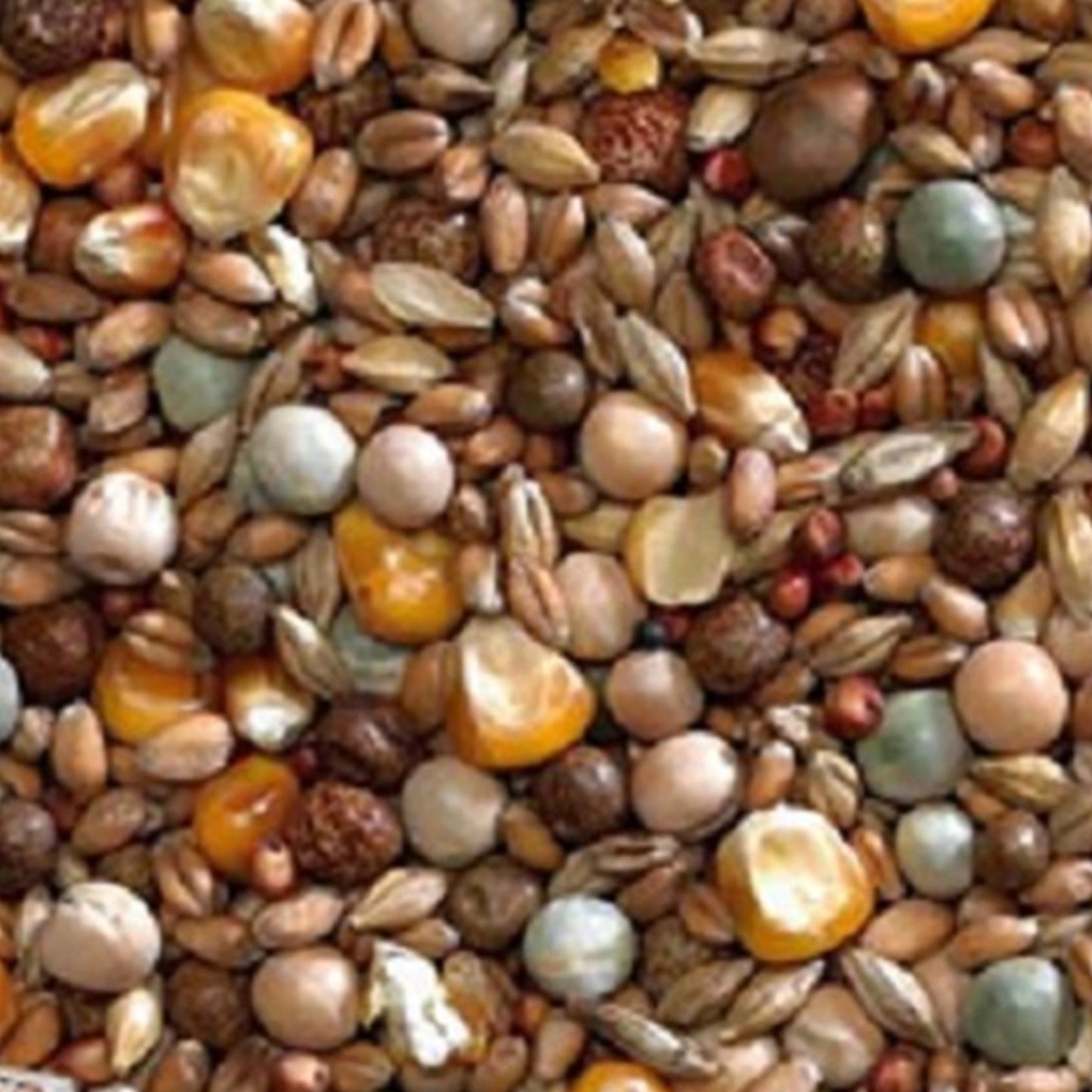 Bucktons - Pigeon Winter Economy Mix (20kg)