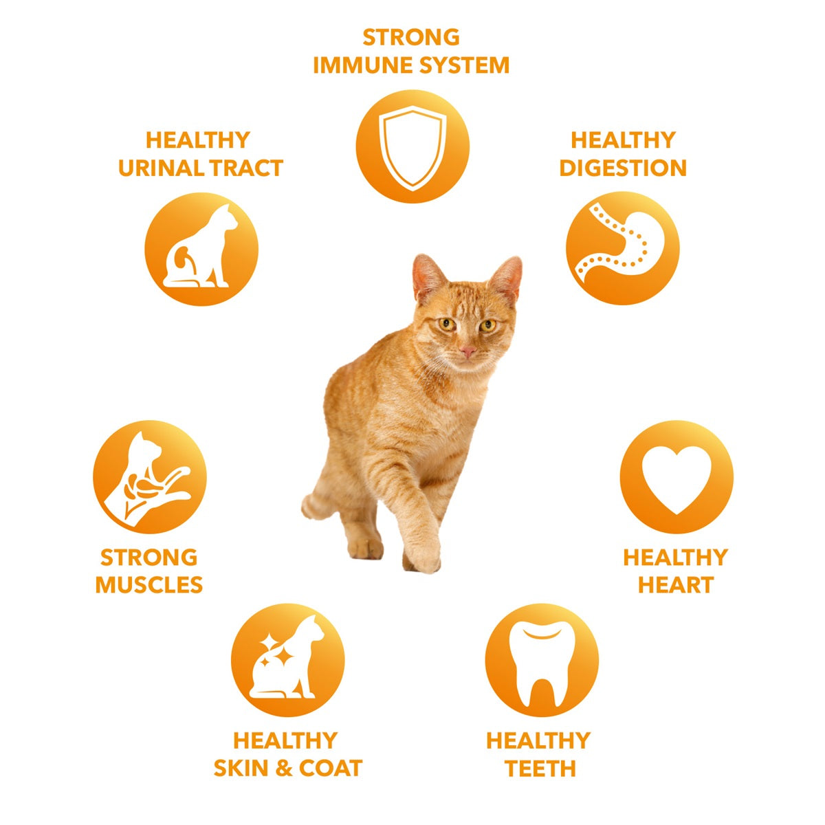 Iams - Adult Cat Lamb (2kg)