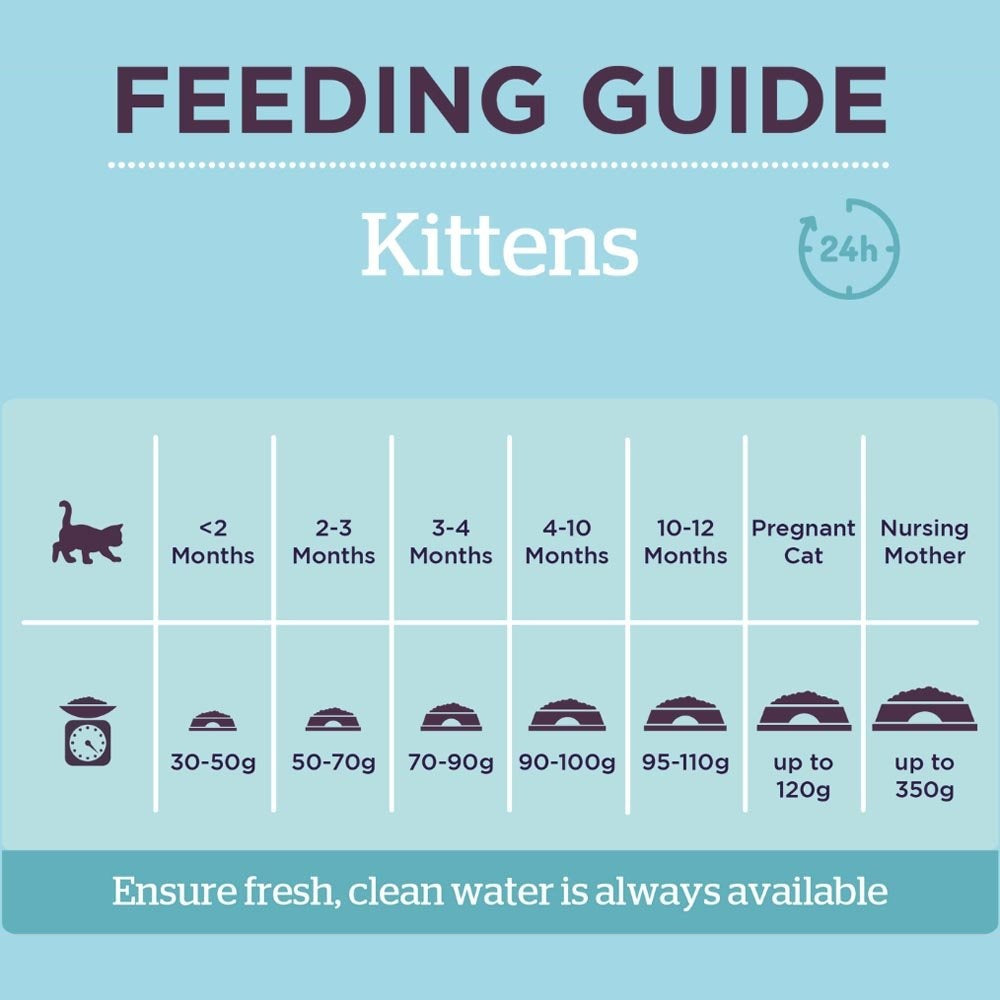 Burgess - Kitten