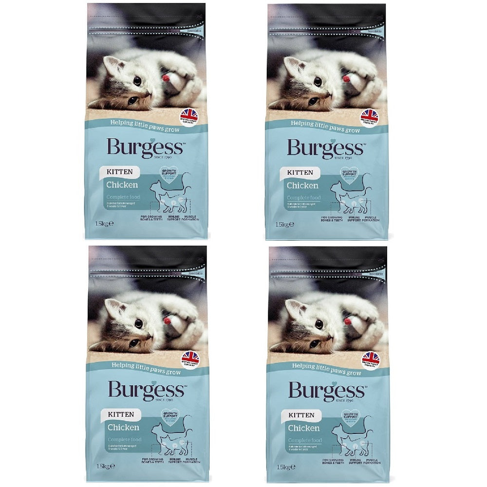 Burgess - Kitten