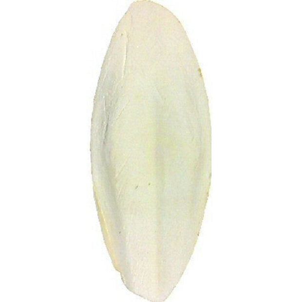 Classic - Cuttlefish Bones