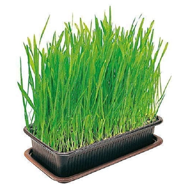 Vitakraft - Cat Grass