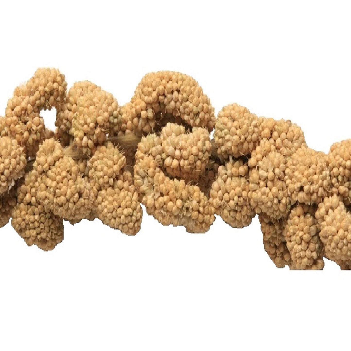 Millet Sprays (8-10" inch)