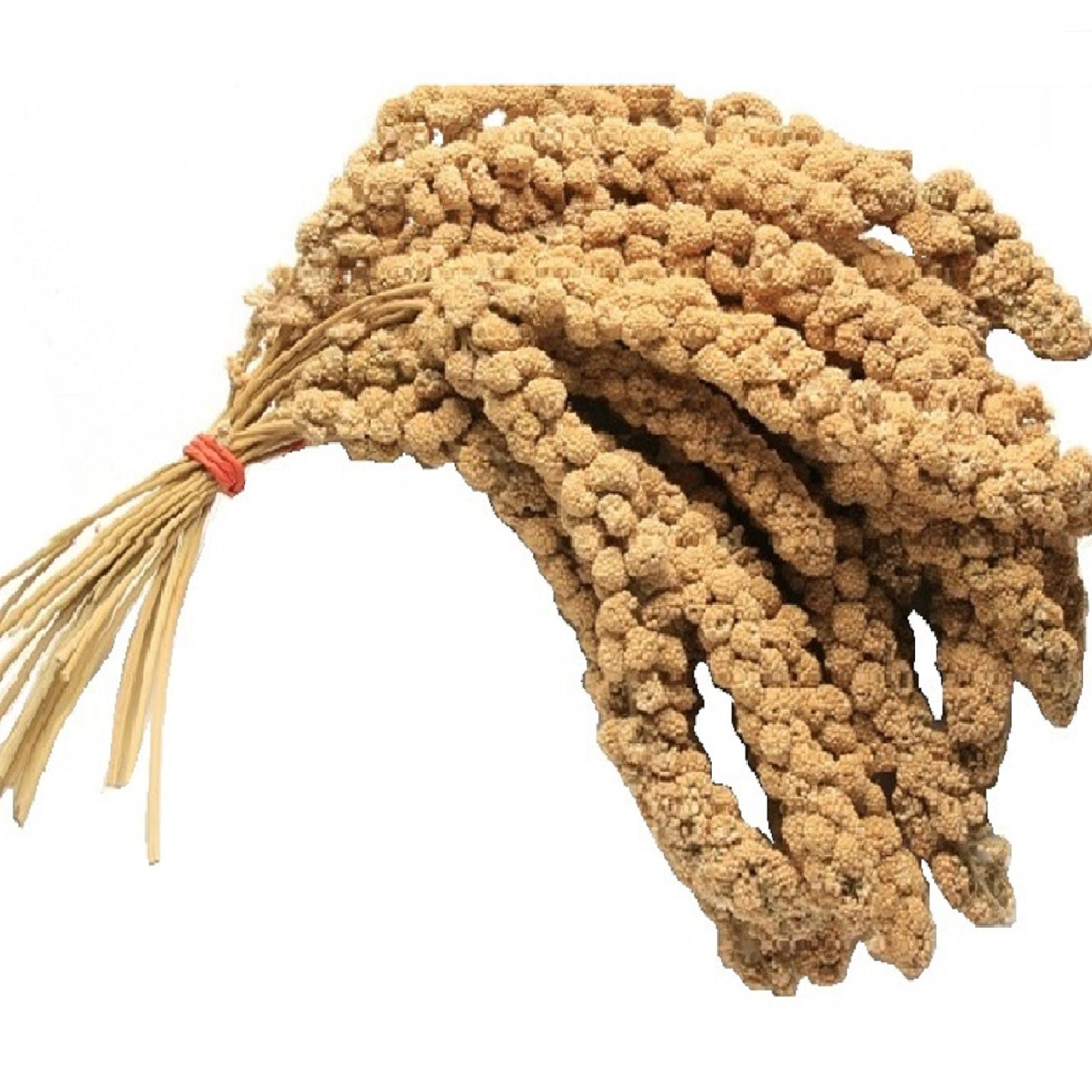 Millet Sprays (8-10" inch)