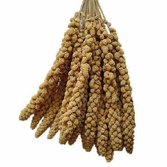 Millet Sprays (8-10" inch)