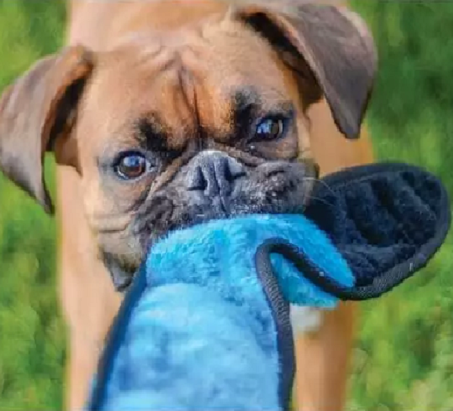 Ancol - Super Snake Dog Toy (114cm)