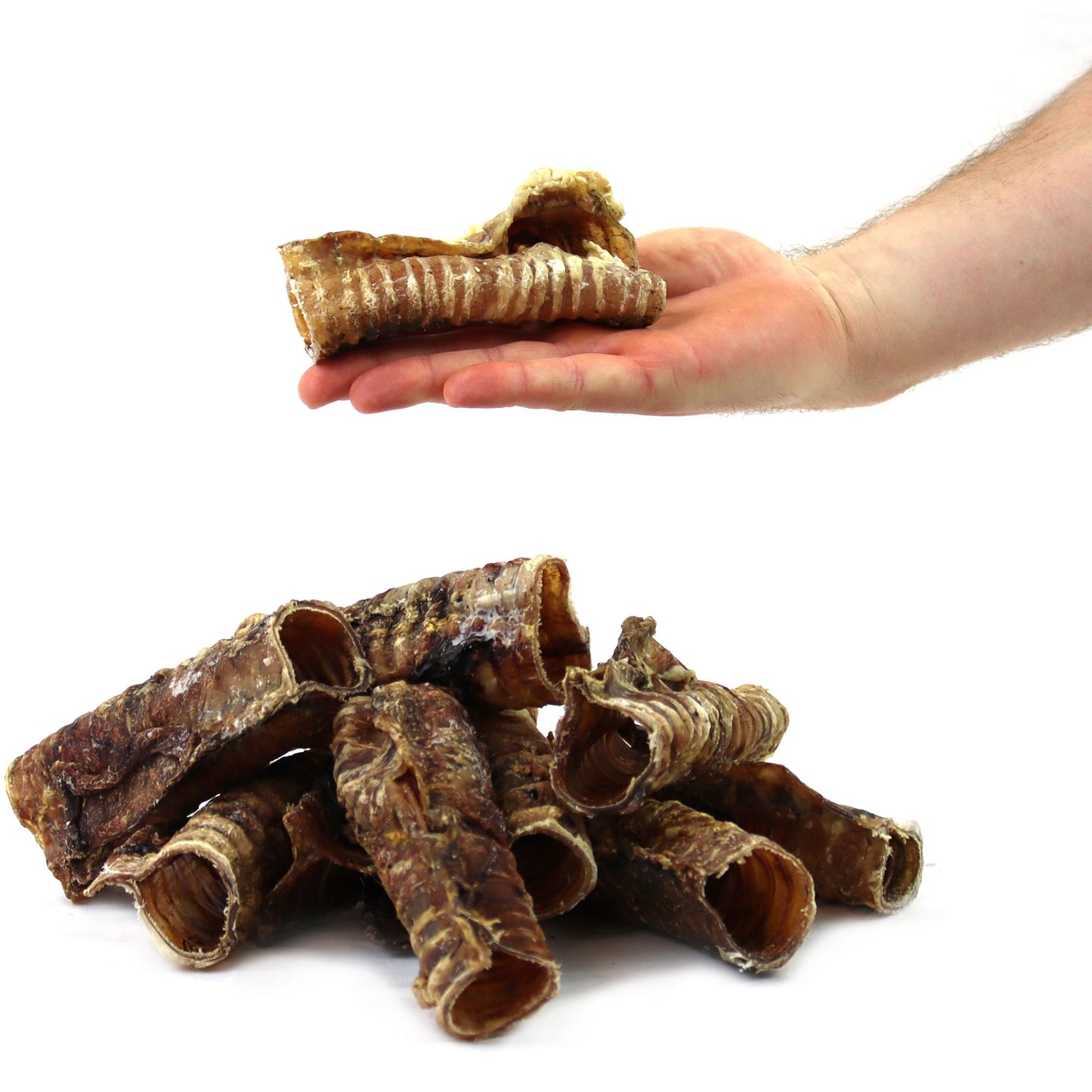 T.Forrest - Dried Trachea