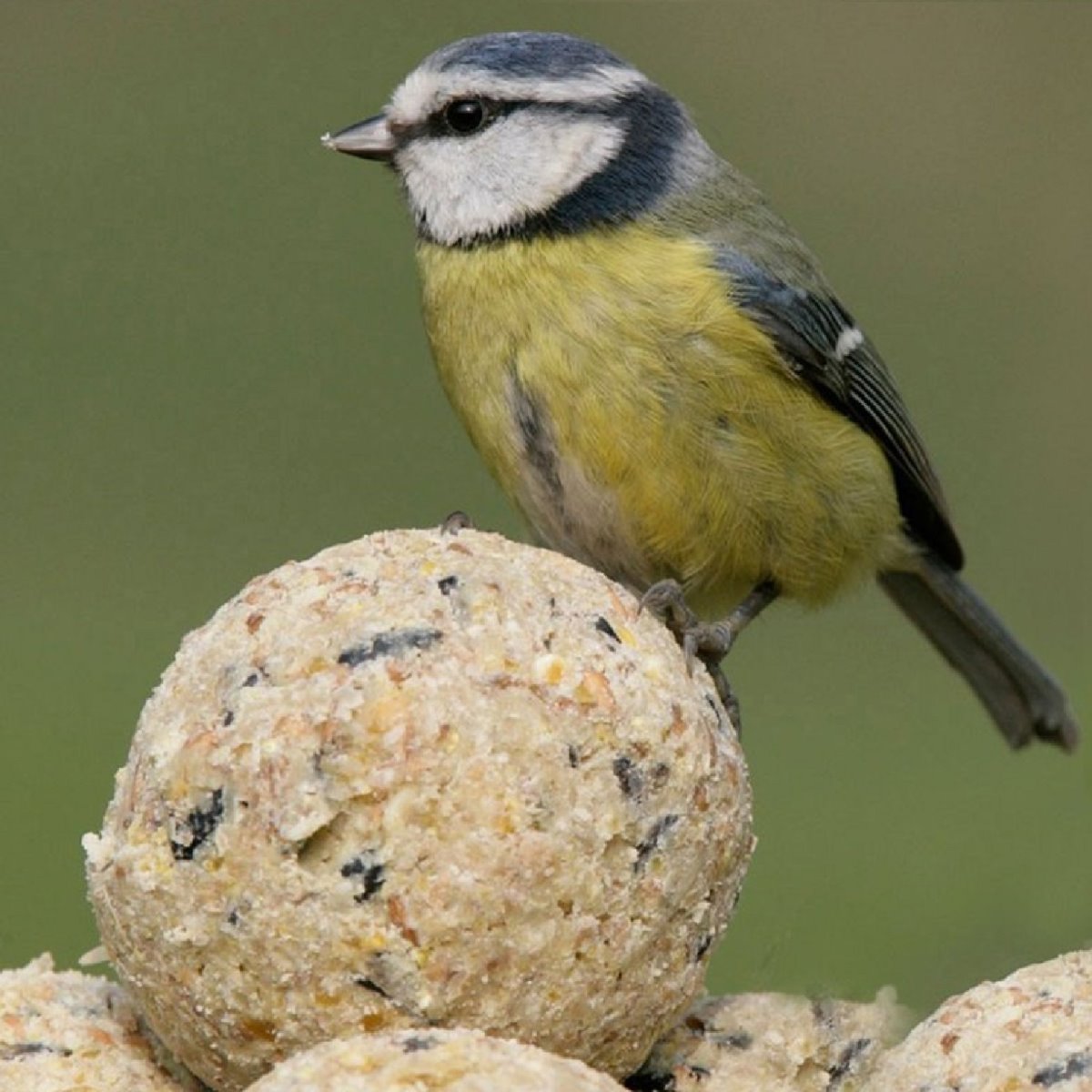 Bucktons - Energy Balls