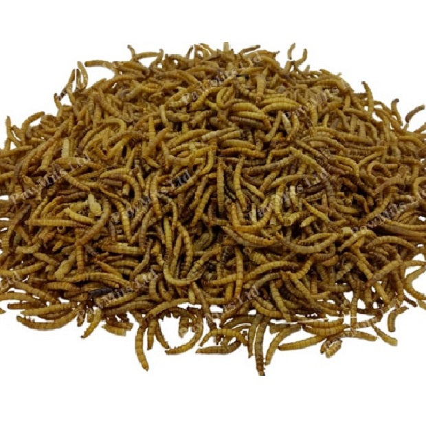 Dried Mealworms