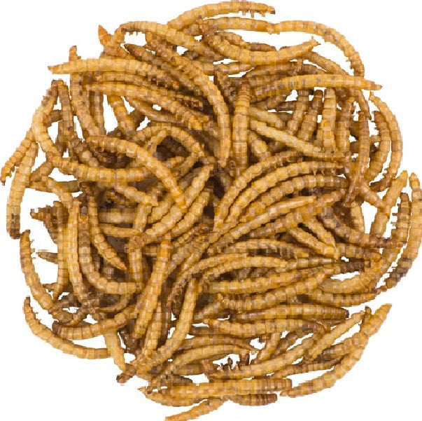 Dried Mealworms