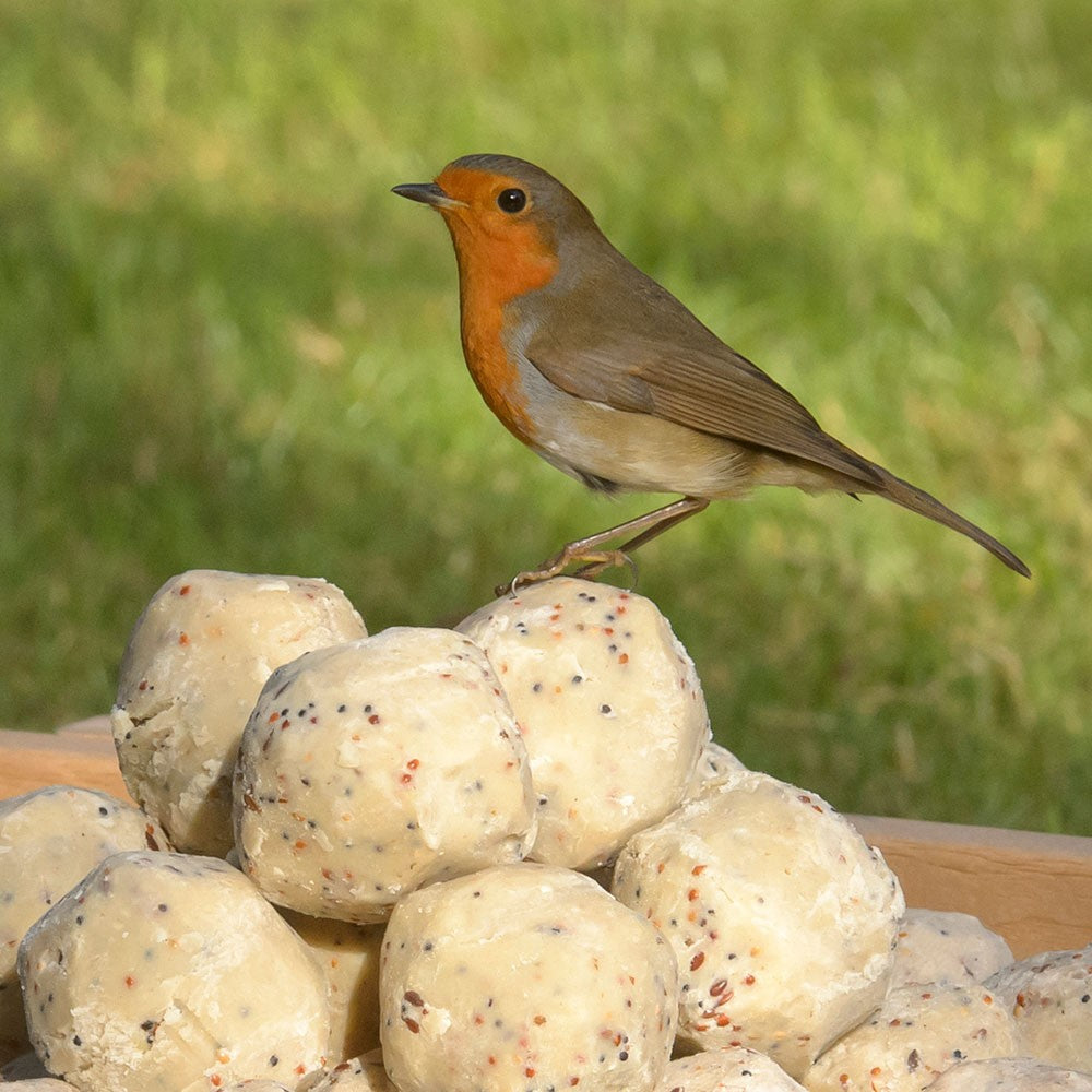 Suet To Go - Suet Balls