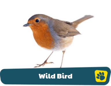Wild bird