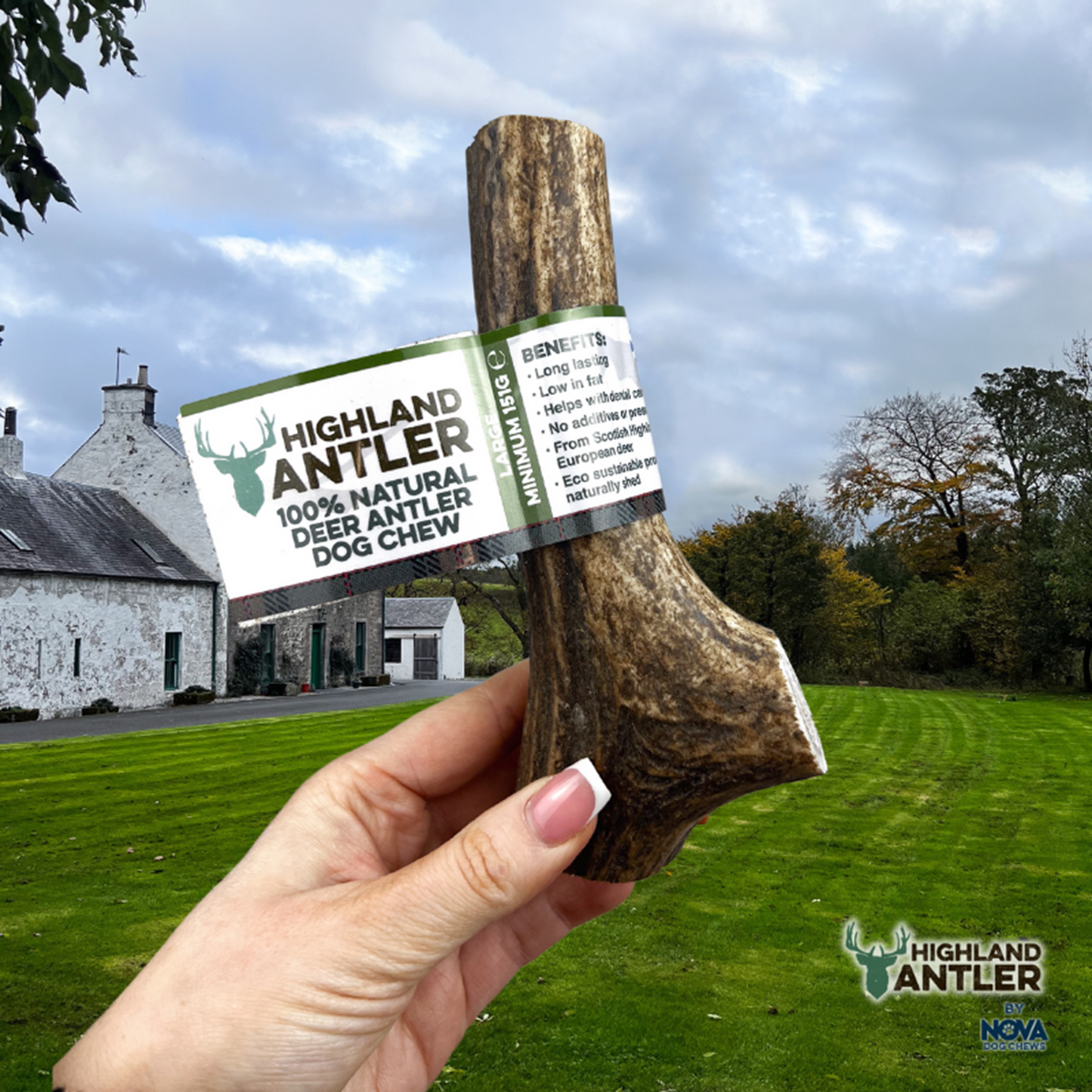 Highland Antler - Deer Antlers