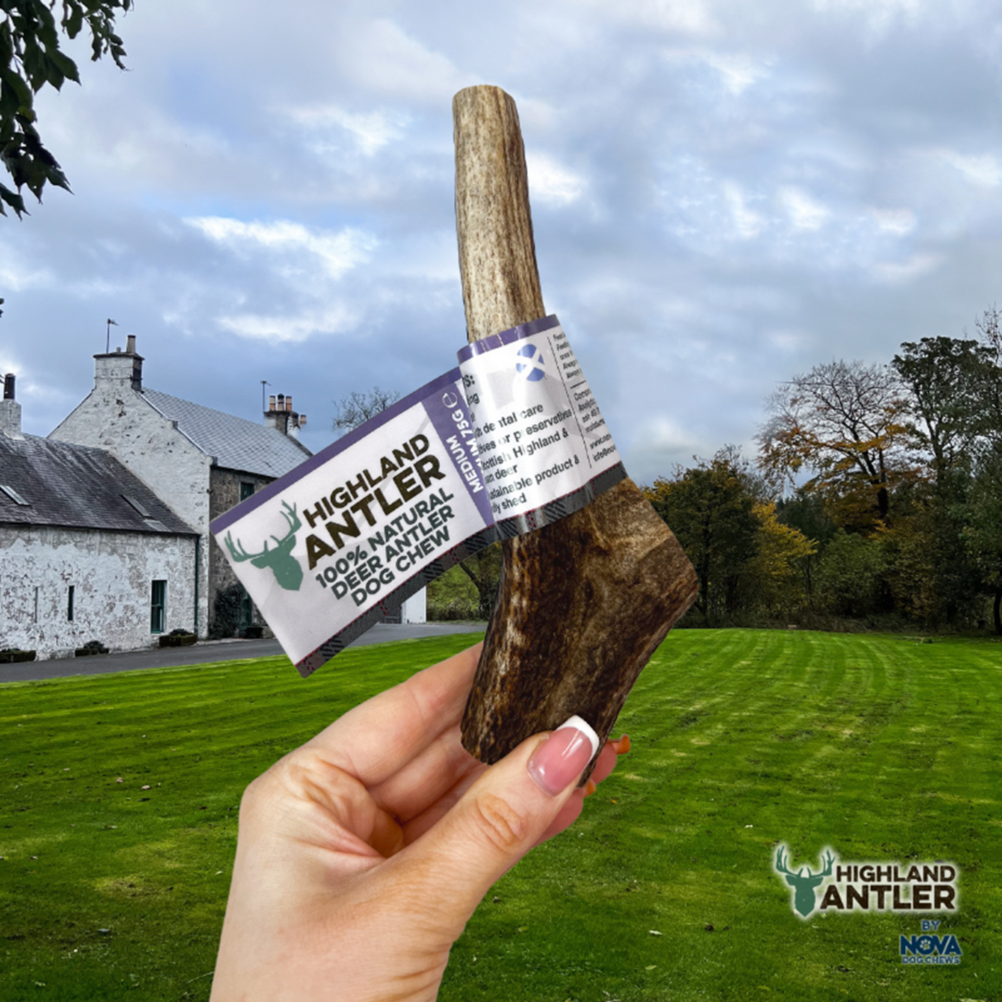 Highland Antler - Deer Antlers
