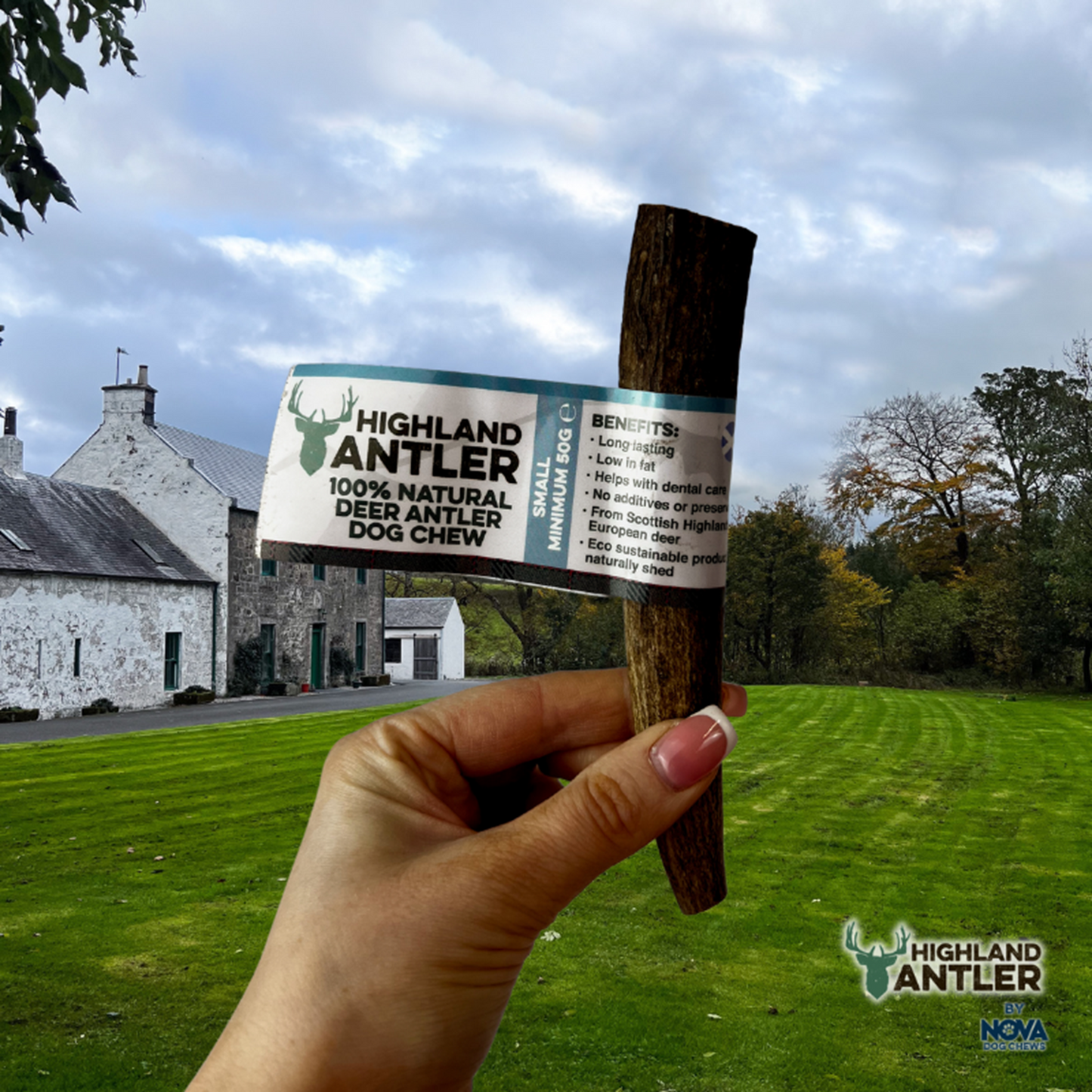 Highland Antler - Deer Antlers