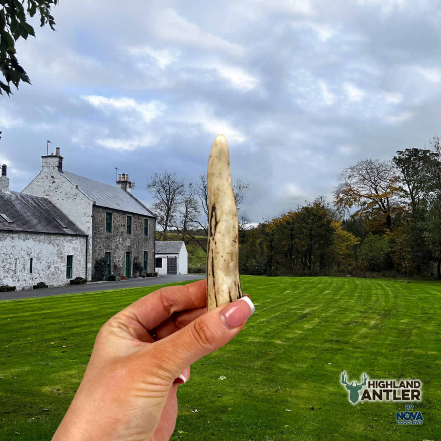 Highland Antler - Deer Antlers