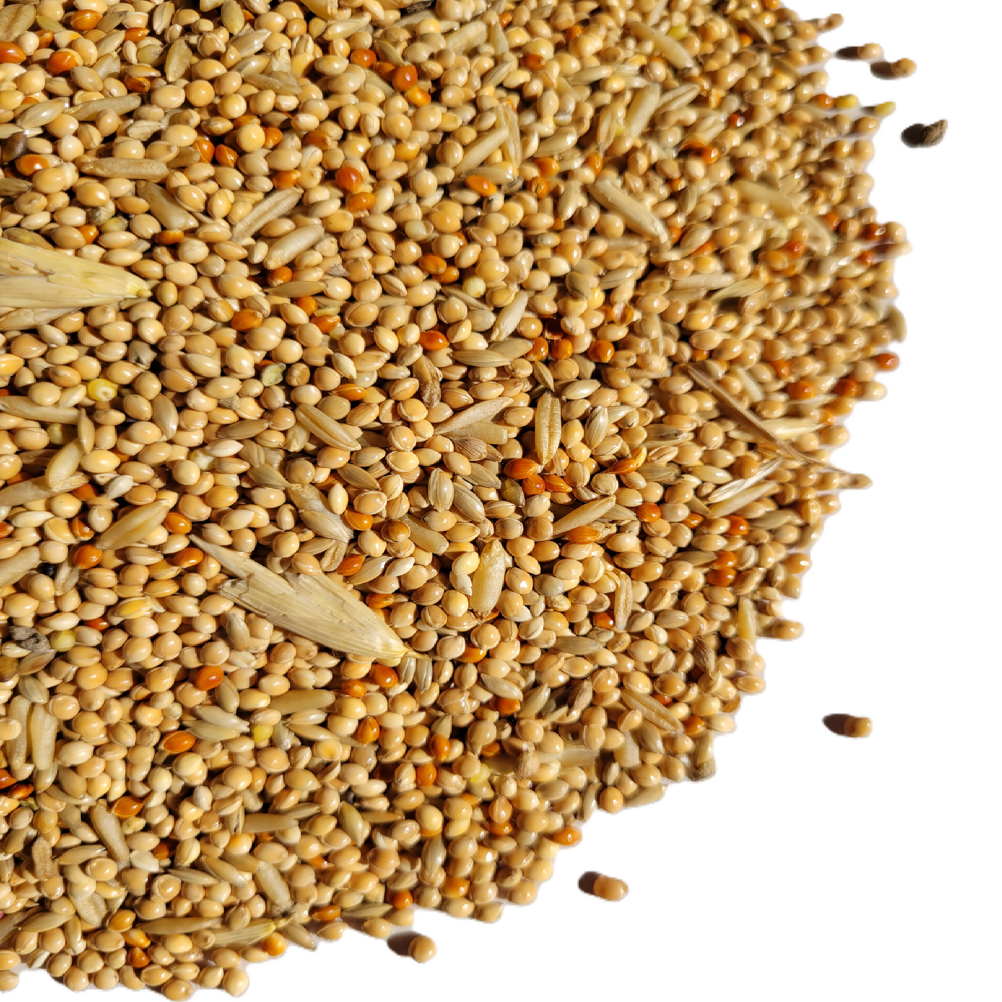 Budgie Seed