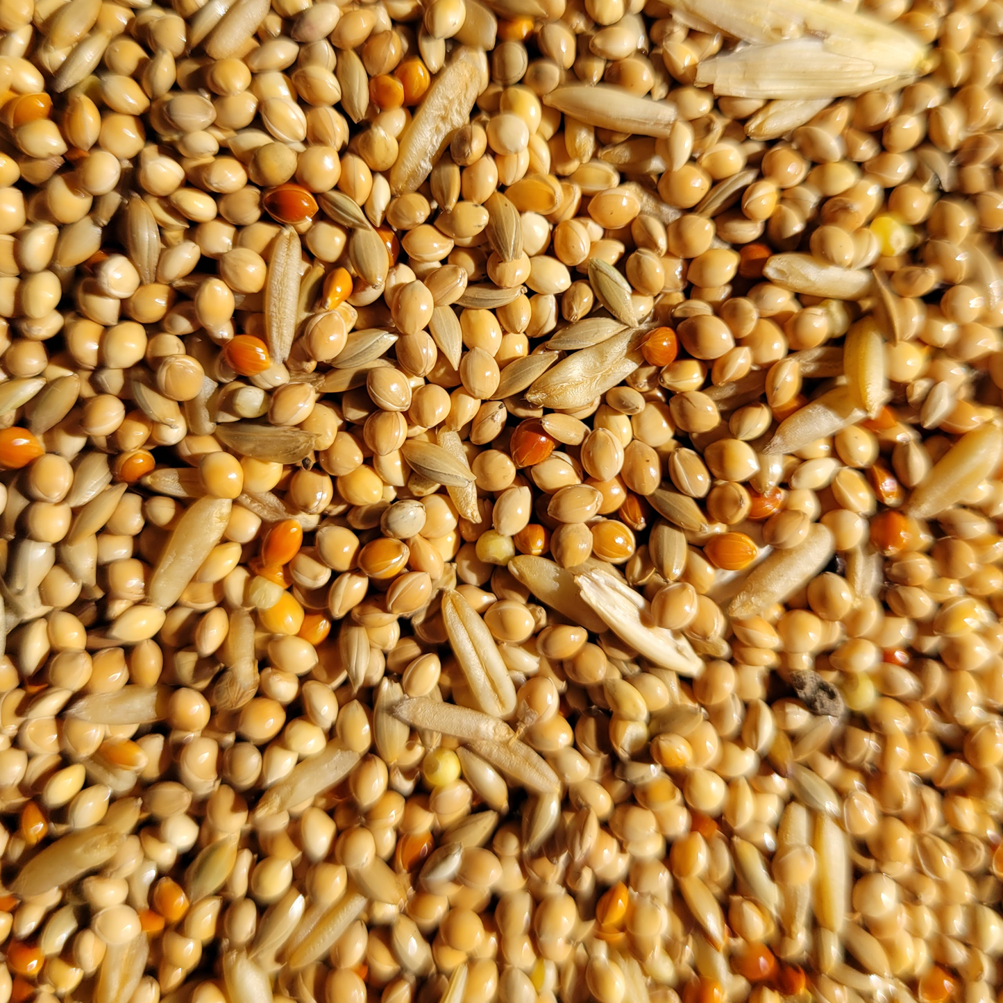 Budgie Seed