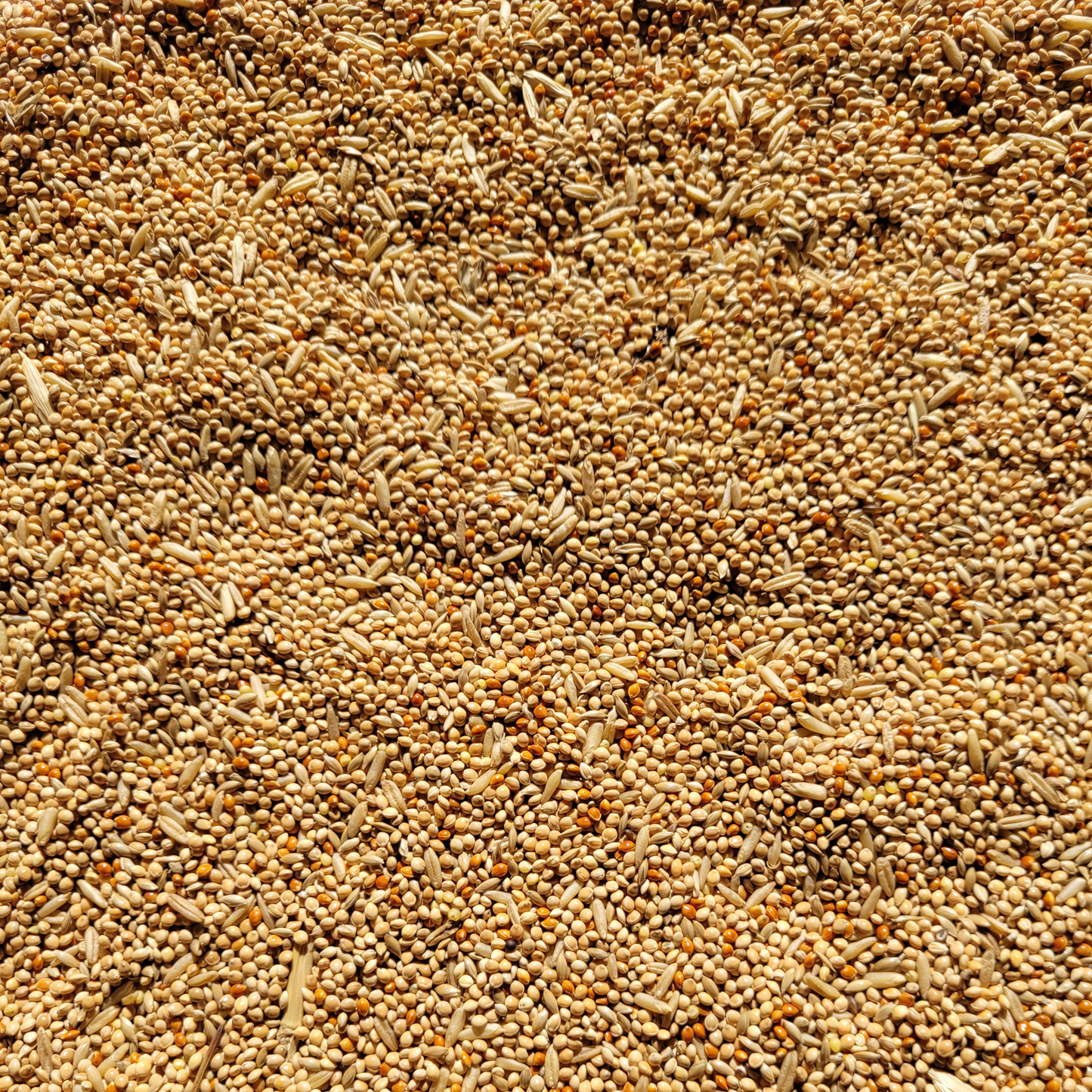 Budgie Seed