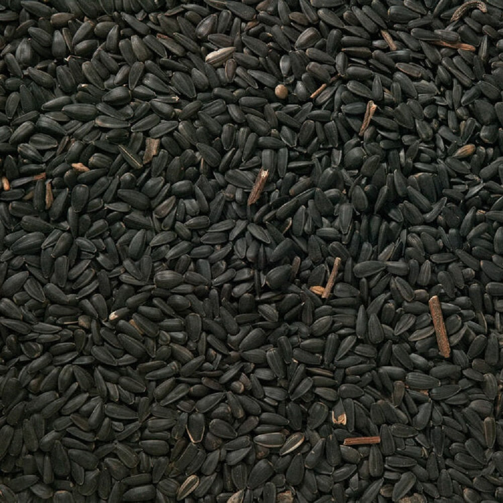 Johnston & Jeff - Black Sunflower Seed