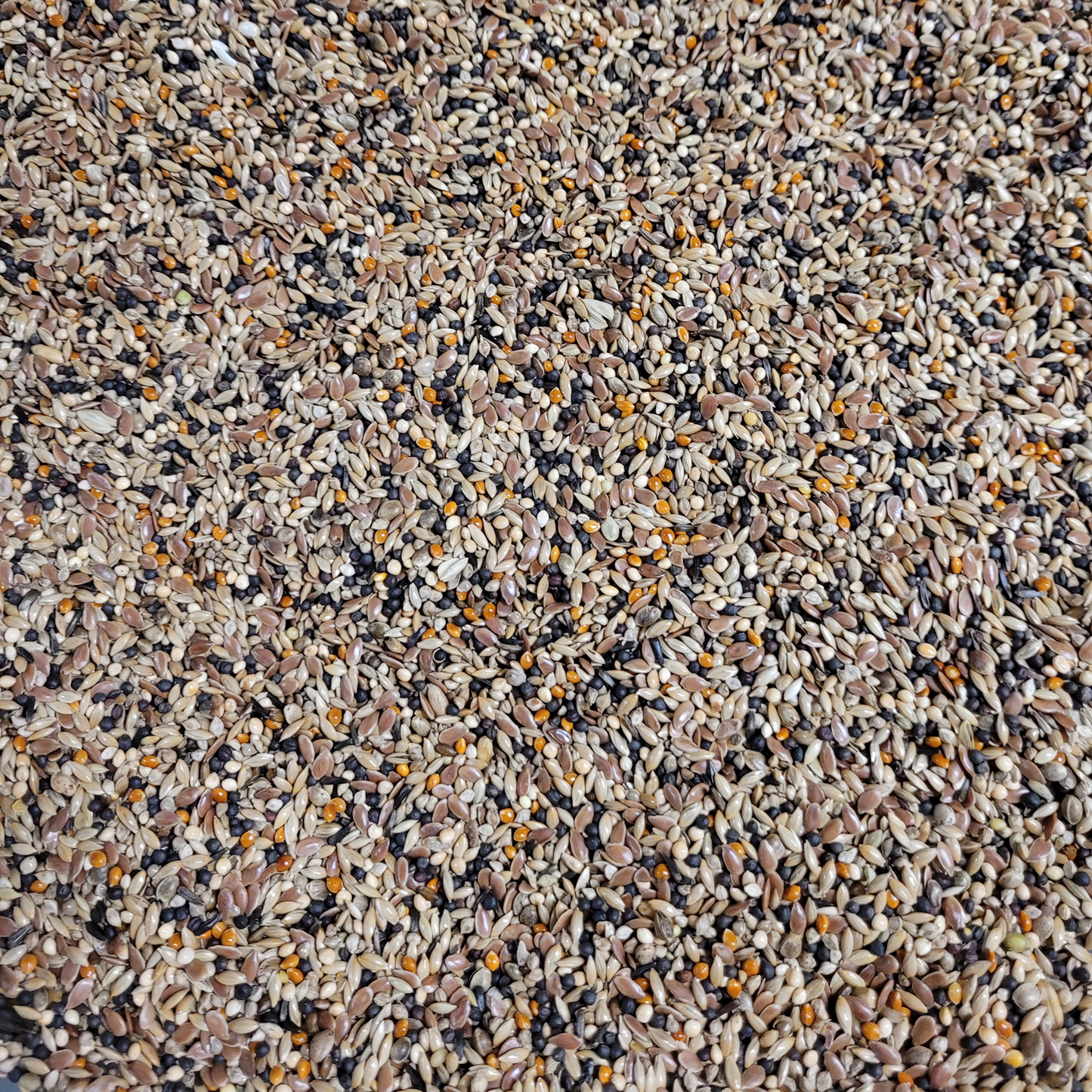 British Finch