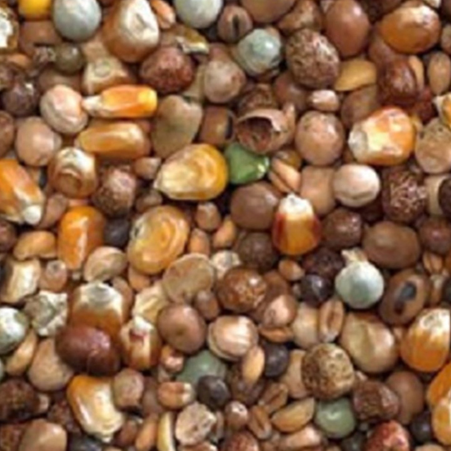 Bucktons - Pigeon High Protein Economy (20kg)